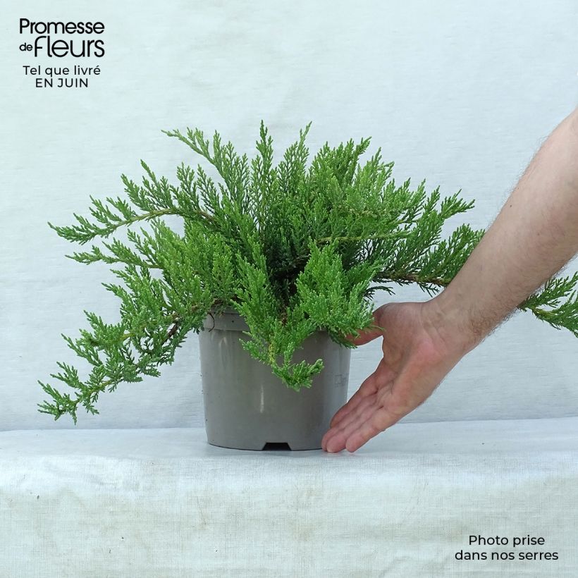 Exemplar von Juniperus sabina Tamariscifolia Topf mit 2L/3L wie im Sommer geliefert