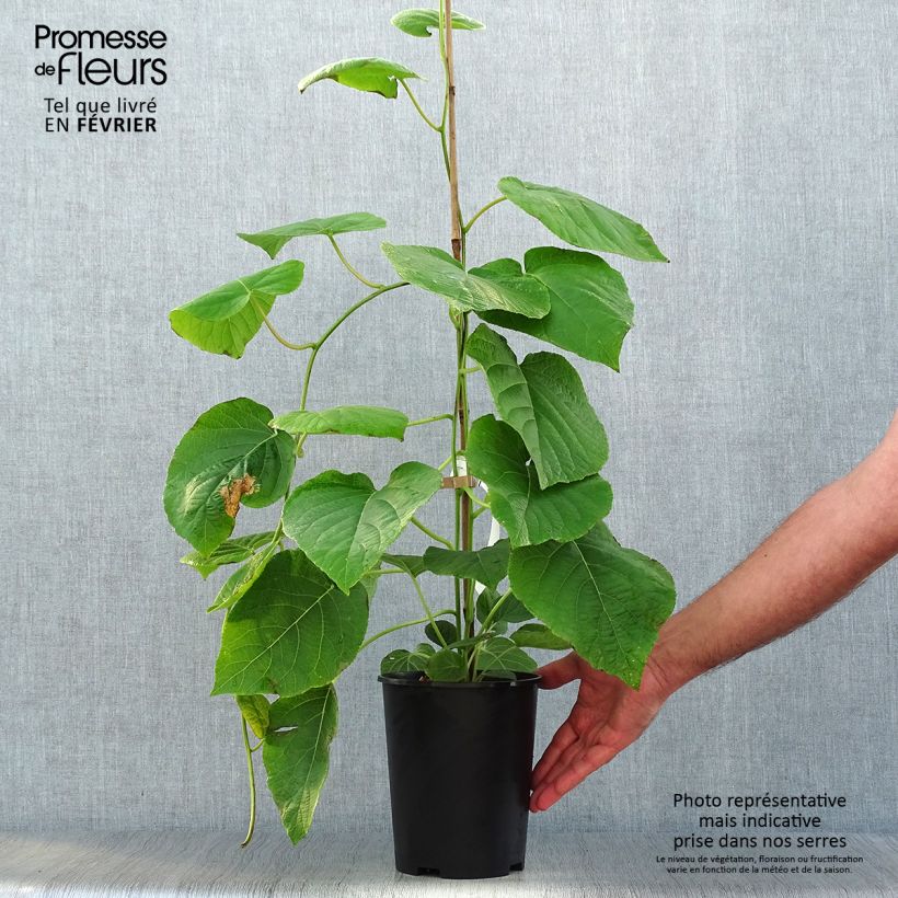 Exemplar von Actinidia deliciosa Kiwi Wonder - Chinesischer Strahlengriffel Topf mit 3L/4L wie im Herbst geliefert