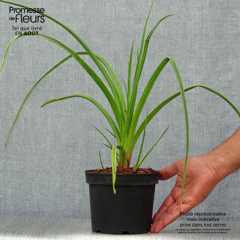 Exemplar von Fackellilie Alcazar - Kniphofia Topf mit 2L/3L wie im Sommer geliefert