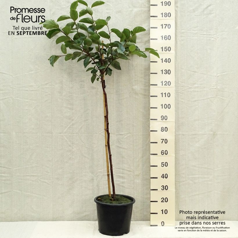 Exemplar von Kaki-Pflaume Muscat - Diospyros kaki Topf mit 7,5L/10L, Gobelet-Form wie im Herbst geliefert