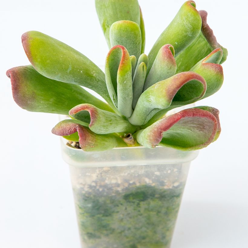 Kalanchoe oricula (Hafen)