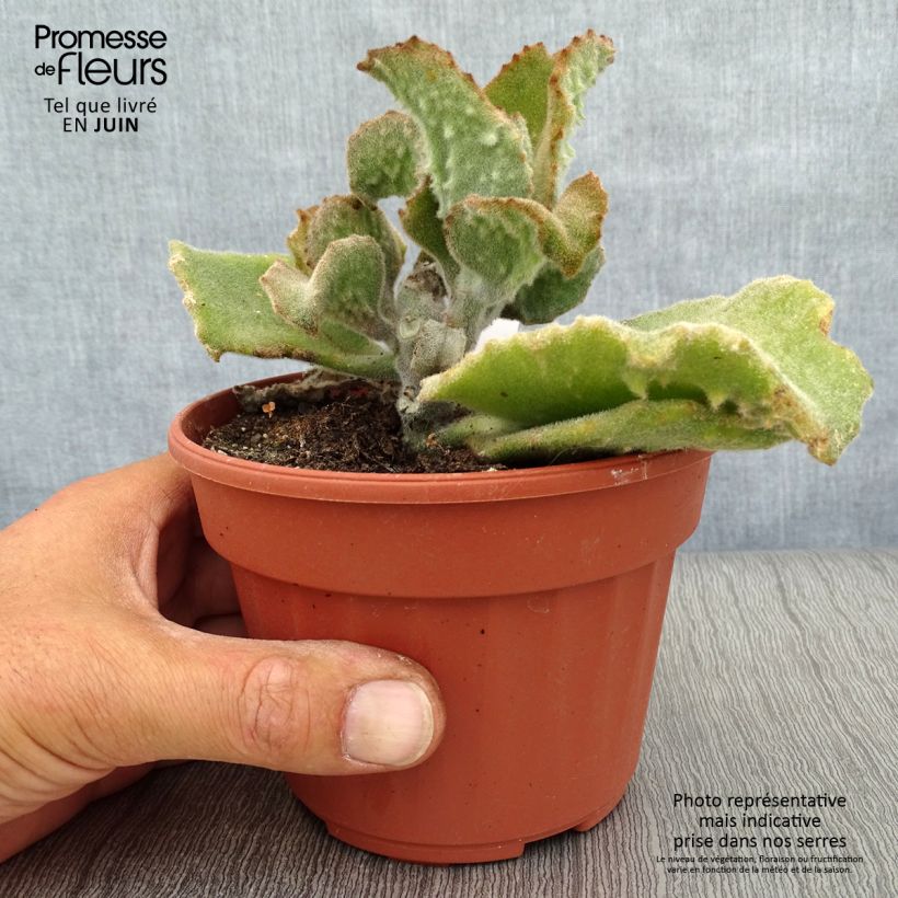 Exemplar von Kalanchoe beharensis subnuda Topf 12 cm / 13 cm wie im Sommer geliefert