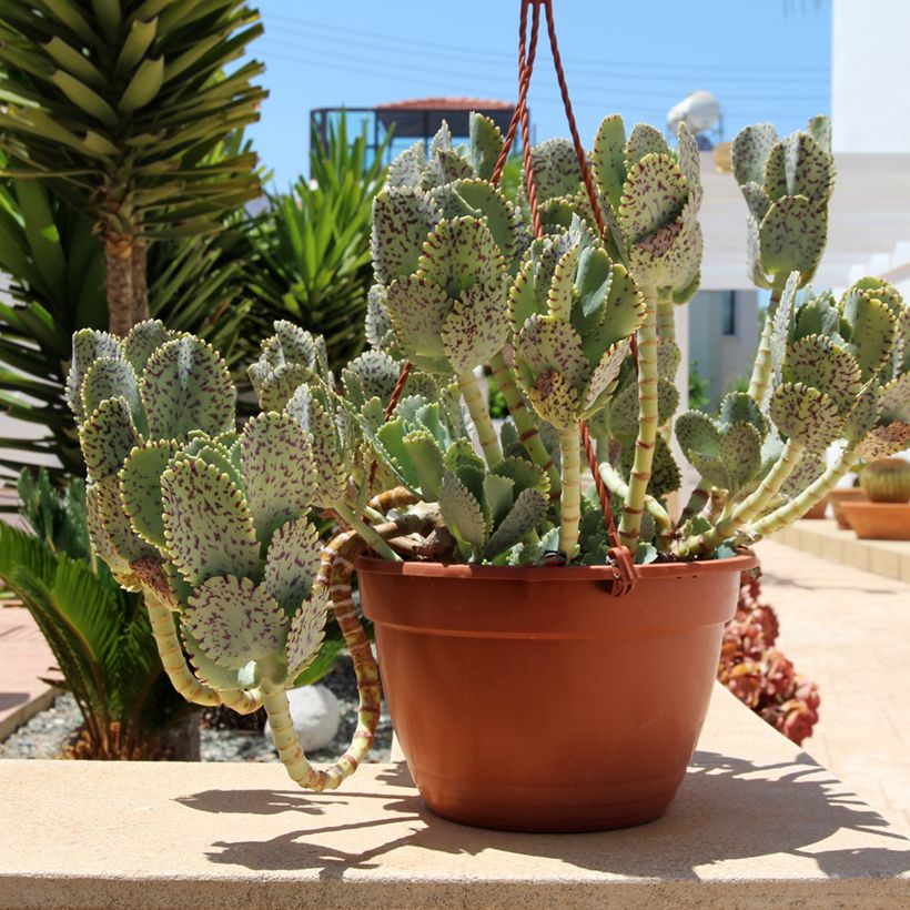 Kalanchoe marmorata (Hafen)