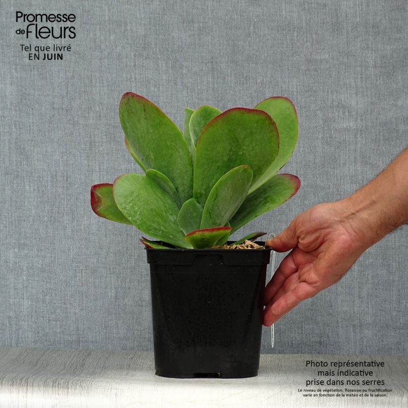 Exemplar von Kalanchoe thyrsiflora Bronze Sculpture - Wüstenkohl Topf mit 2L/3L wie im Sommer geliefert