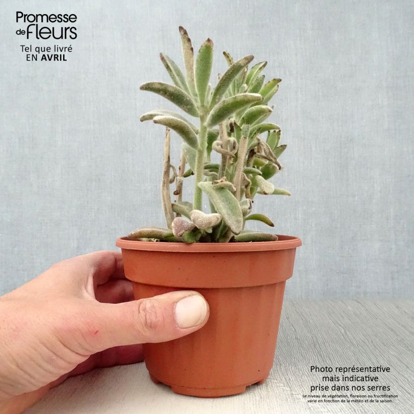 Exemplar von Kalanchoe tomentosa - Panda-Pflanze Topf 12 cm / 13 cm wie im Frühjahr geliefert