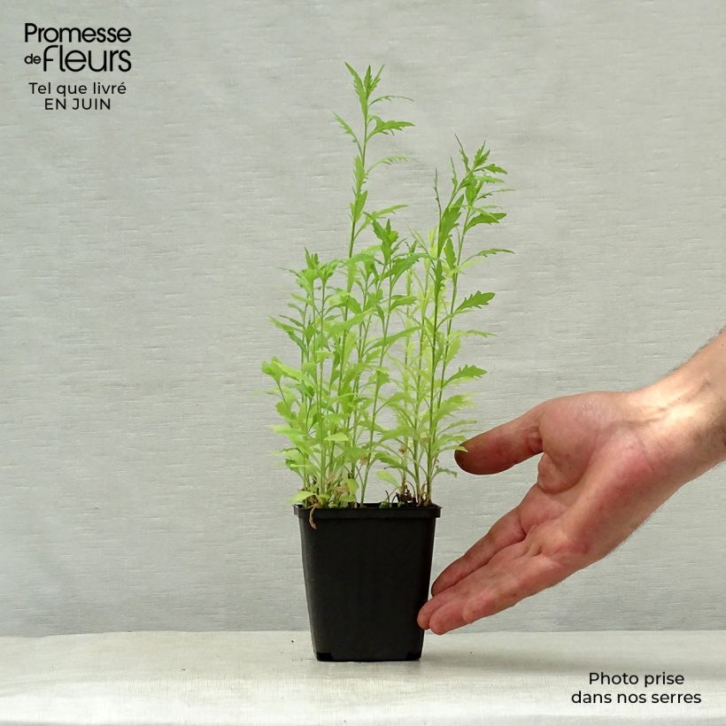 Exemplar von Schönaster var. hortensis - Kalimeris pinnatifida Kleine Töpfe von 8/9 cm wie im Sommer geliefert