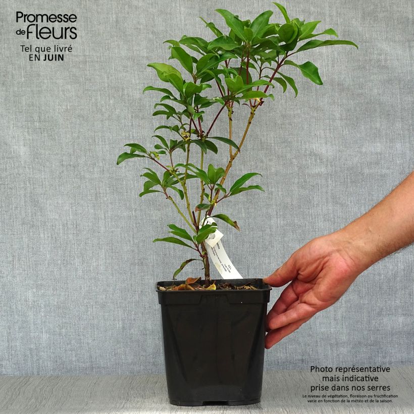 Exemplar von Lorbeerrose Ewa - Kalmia latifolia Topf mit 3L/4L wie im Sommer geliefert
