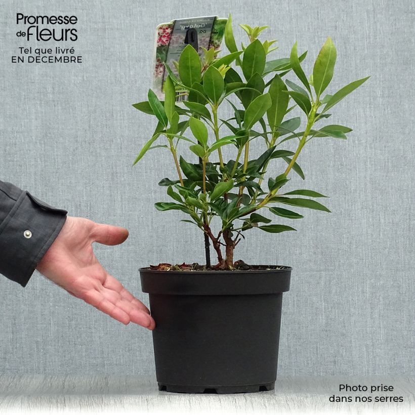Exemplar von Lorbeerrose Galaxy - Kalmia latifolia Topf mit 4L/5L wie im Winter geliefert