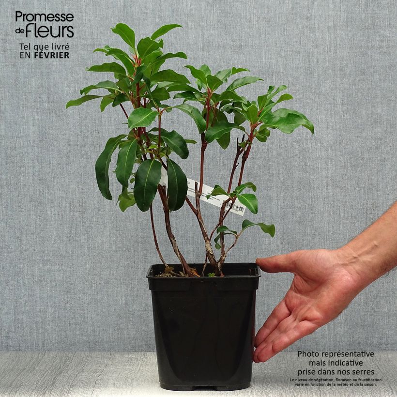 Exemplar von Lorbeerrose Keepsake - Kalmia latifolia Topf mit 2L/3L wie im Herbst geliefert