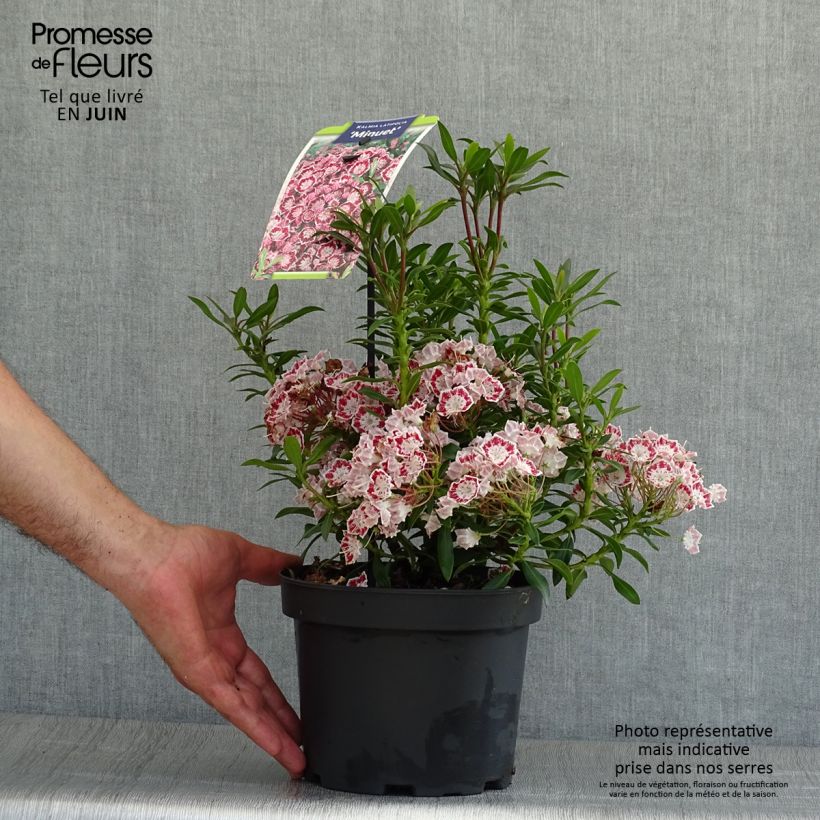 Exemplar von Lorbeerrose Minuet - Kalmia latifolia Topf mit 2L/3L wie im Sommer geliefert