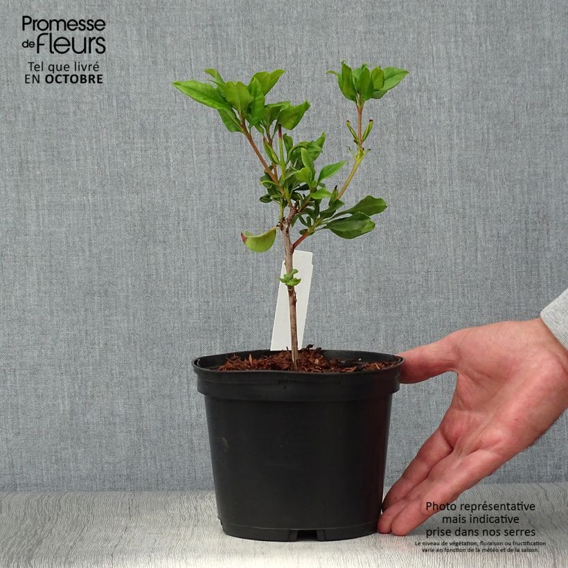 Exemplar von Lorbeerrose Otsbo Red - Kalmia latifolia Topf mit 2L/3L wie im Herbst geliefert