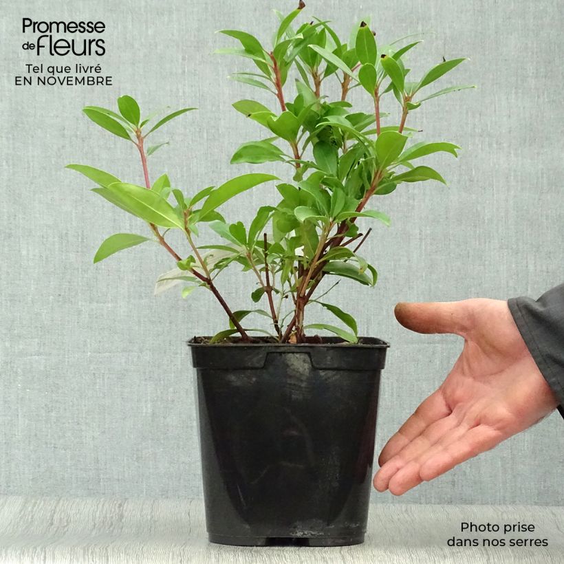 Exemplar von Lorbeerrose Pinkobello - Kalmia latifolia Topf mit 3L/4L wie im Herbst geliefert
