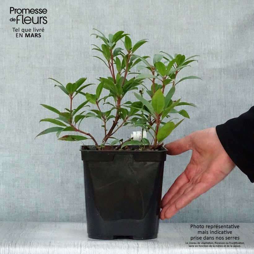 Exemplar von Lorbeerrose Pinkobello - Kalmia latifolia Topf mit 3L/4L wie im Frühjahr geliefert
