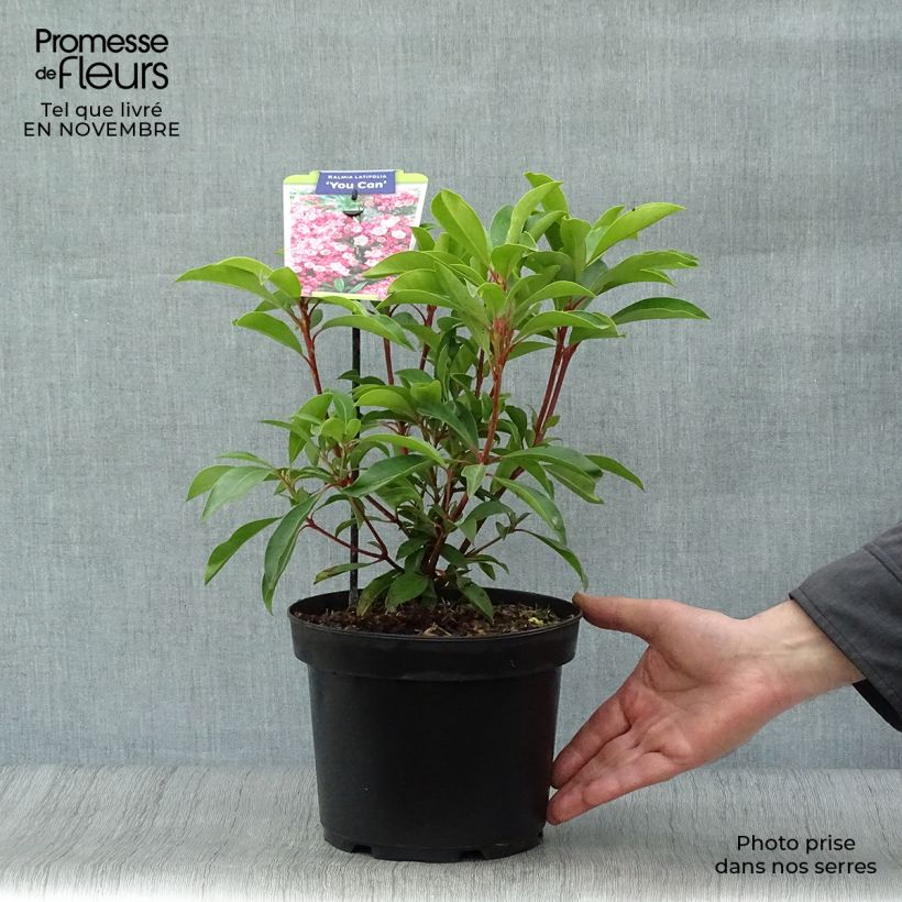 Exemplar von Lorbeerrose You Can - Kalmia latifolia Topf mit 2L/3L wie im Herbst geliefert