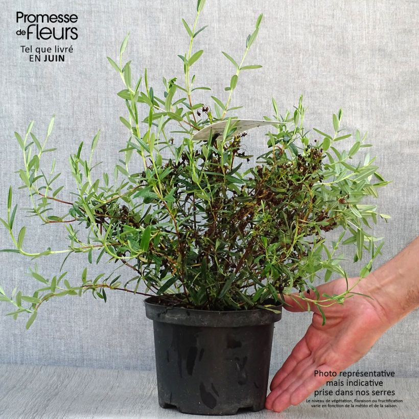 Exemplar von Zwerg-Berglorbeer - Kalmia polifolia Topf mit 2L/3L wie im Sommer geliefert