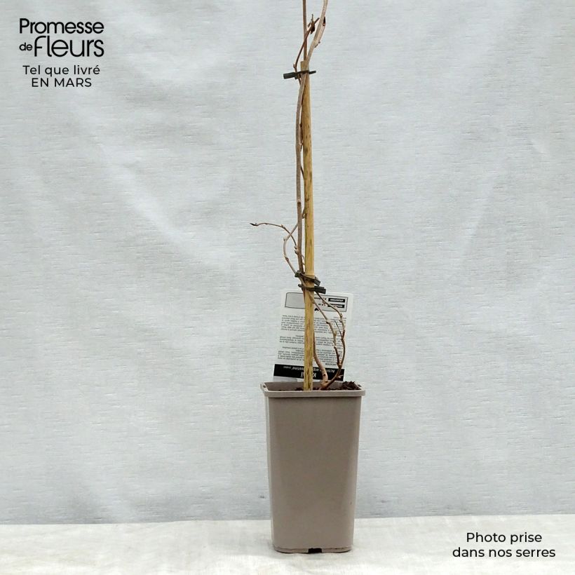 Exemplar von Actinidia arguta Nostino - Zwerg Kiwi Topf mit 1L/1,5L wie im Frühjahr geliefert