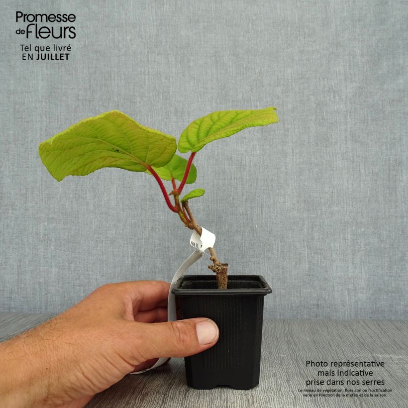 Exemplar von Actinidia deliciosa Kiwidoo (Weiblich) - Chinesischer Strahlengriffel Kleine Töpfe von 8/9 cm wie im Sommer geliefert