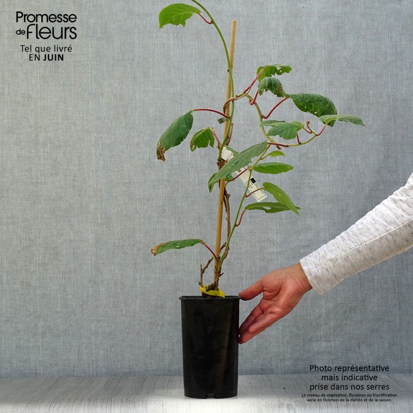 Exemplar von Actinidia deliciosa Kiwidoo (Weiblich) - Chinesischer Strahlengriffel Topf mit 2L/3L wie im Sommer geliefert