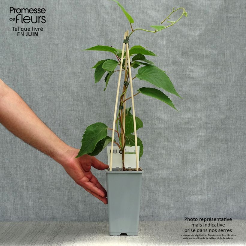 Exemplar von Actinidia deliciosa Atlas - Chinesischer Strahlengriffel Topf mit 1,5L/2L wie im Sommer geliefert