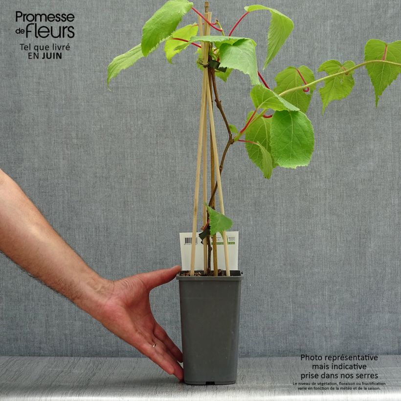 Exemplar von Actinidia deliciosa Jenny - Chinesischer Strahlengriffel Topf mit 1,5L/2L wie im Sommer geliefert