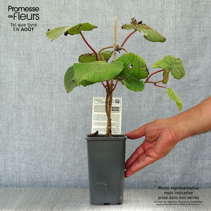 Exemplar von Actinidia deliciosa Jenny Bio - Chinesischer Strahlengriffel Topf mit 1,5L/2L wie im Sommer geliefert