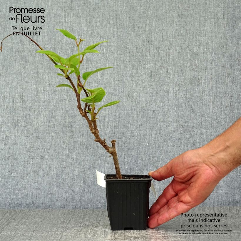 Exemplar von Actinidia chinensis Solissimo - Chinesischer Strahlengriffel Kleine Töpfe von 8/9 cm wie im Sommer geliefert