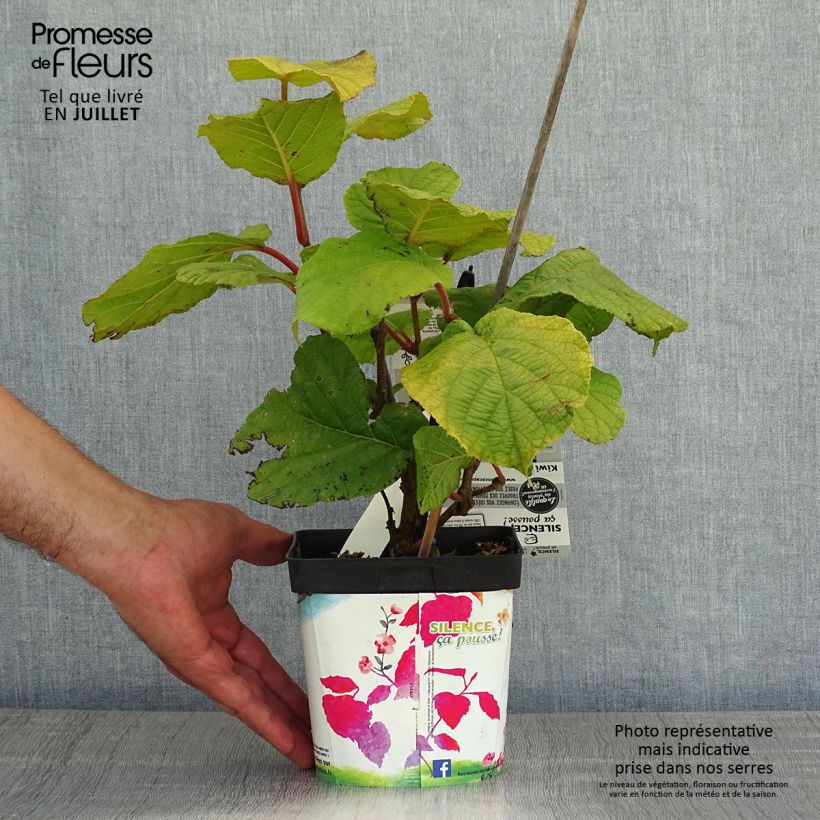 Exemplar von Actinidia chinensis Solissimo - Chinesischer Strahlengriffel Topf mit 1L/1,5L wie im Sommer geliefert