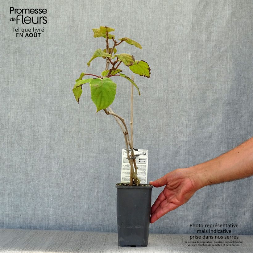 Exemplar von Actinidia deliciosa Tomuri Bio (Männlich) - Chinesischer Strahlengriffel Topf mit 1,5L/2L wie im Sommer geliefert