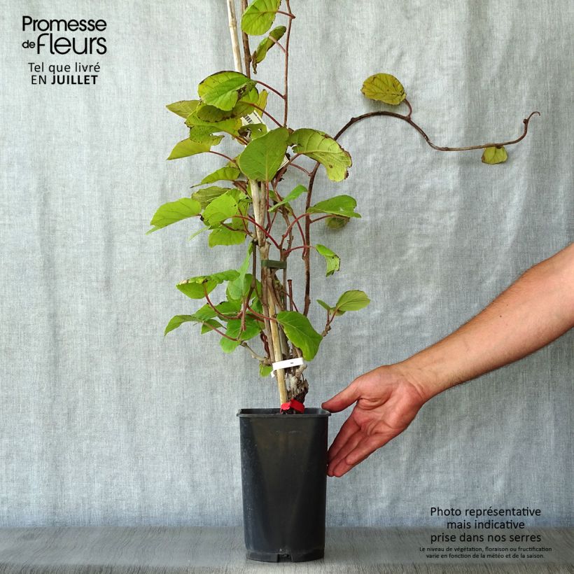 Exemplar von Actinidia deliciosa Montcap - Chinesischer Strahlengriffel Topf mit 2L/3LGelieferte Höhe ca. 60/70cm wie im Sommer geliefert