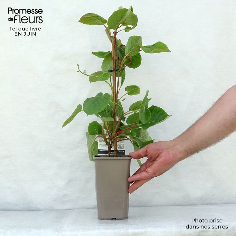 Exemplar von Actinidia chinensis Minkimale (Männlich) - Chinesischer Strahlengriffel Topf mit 1,5L/2L wie im Sommer geliefert