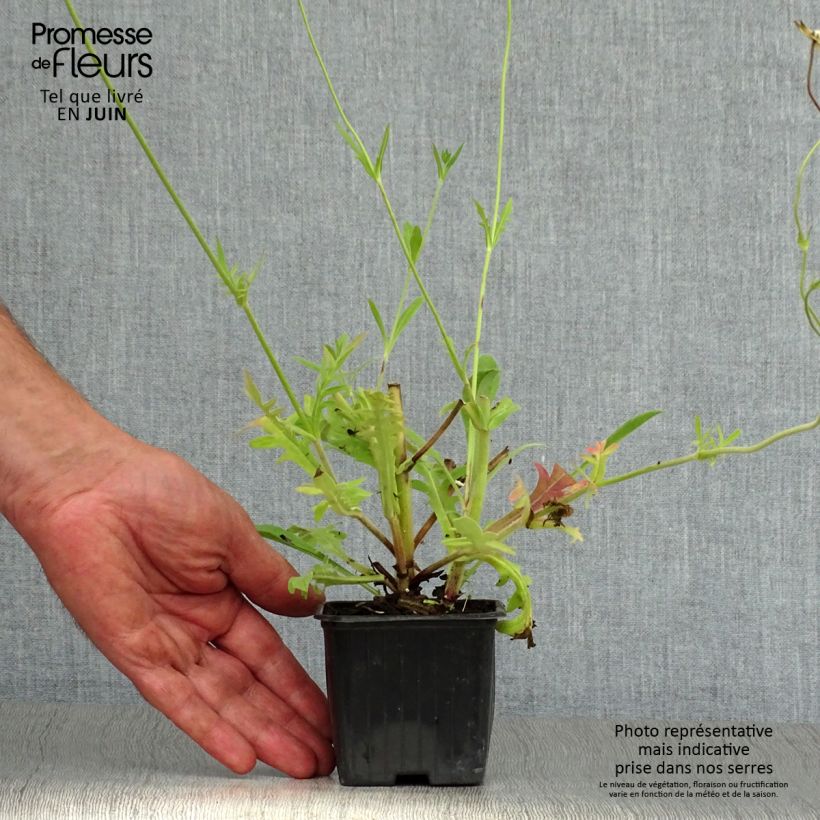 Exemplar von Mazedonische Witwenblume - Knautia macedonica Kleine Töpfe von 7/8 cm wie im Sommer geliefert