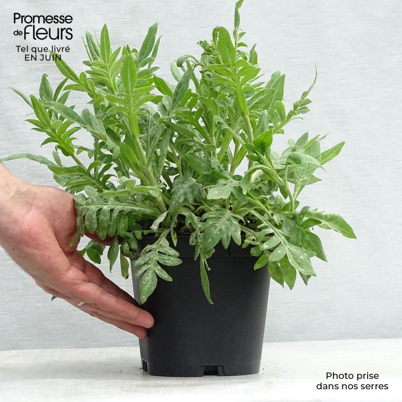 Exemplar von Mazedonische Witwenblume - Knautia macedonica Topf mit 2L/3L wie im Sommer geliefert