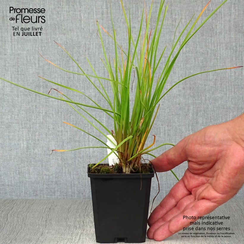 Exemplar von Fackellilie Red Rocket - Kniphofia Kleine Töpfe von 8/9 cm wie im Sommer geliefert