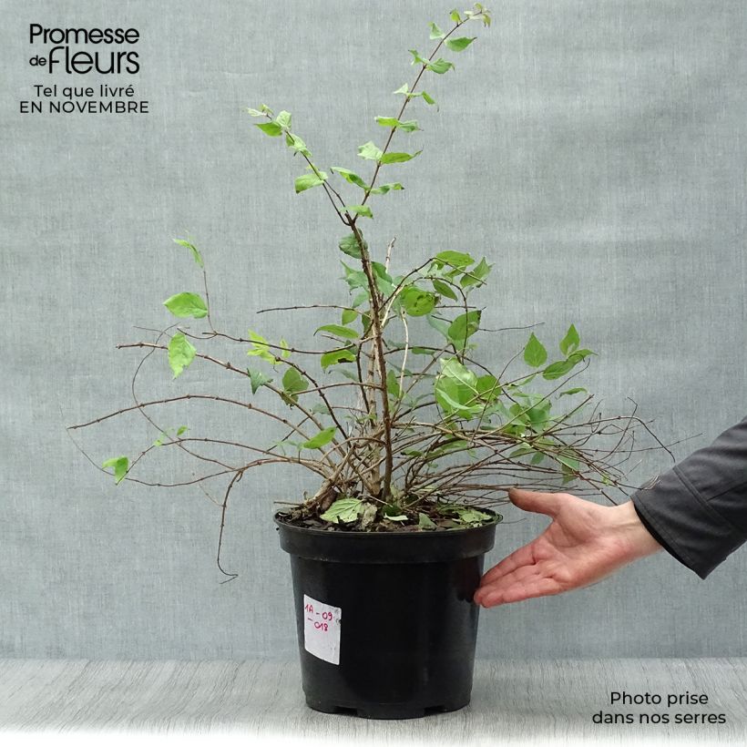 Exemplar von Kolkwitzia amabilis Pink Cloud - Scheinweigelie Topf mit 6L/7L wie im Herbst geliefert