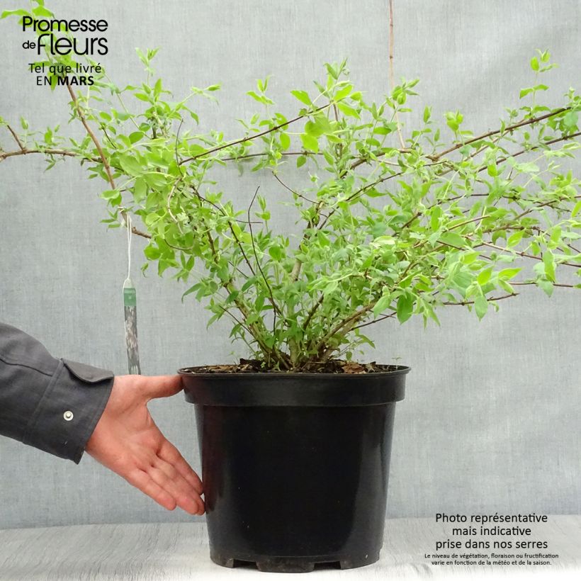 Exemplar von Kolkwitzia amabilis Pink Cloud - Scheinweigelie Topf mit 6L/7L wie im Frühjahr geliefert