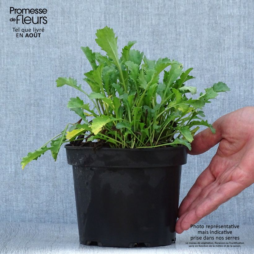 Exemplar von Magerwiesen-Margerite Maikonigin - Leucanthemum vulgare Topf mit 2L/3L wie im Sommer geliefert