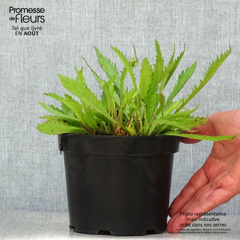 Exemplar von Großblumige Margerite Petite Princesse d'Argent - Leucanthemum Topf mit 2L/3L wie im Sommer geliefert