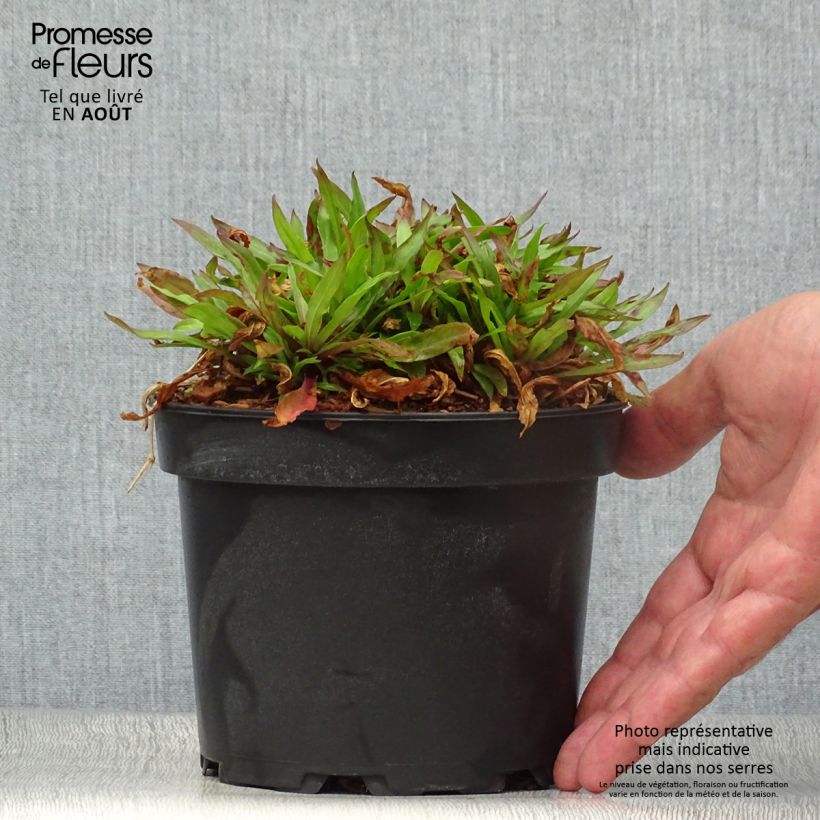 Exemplar von Kuckucks-Lichtnelke Jenny - Lychnis flos-cuculi Topf mit 2L/3L wie im Sommer geliefert