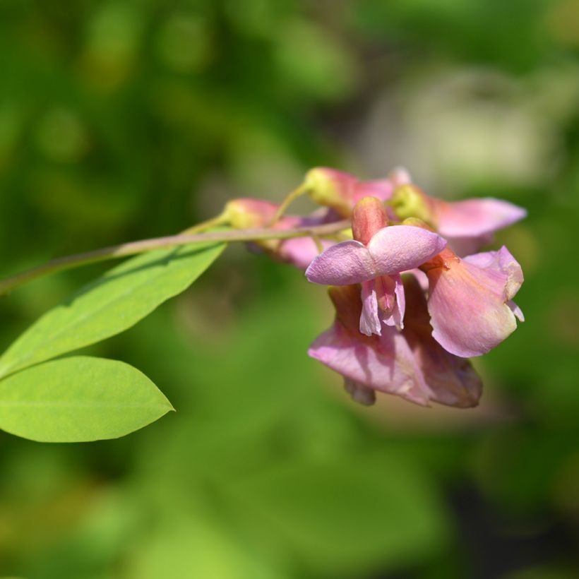 Laburnocytisus adamii - Geißkleegoldregen (Blüte)