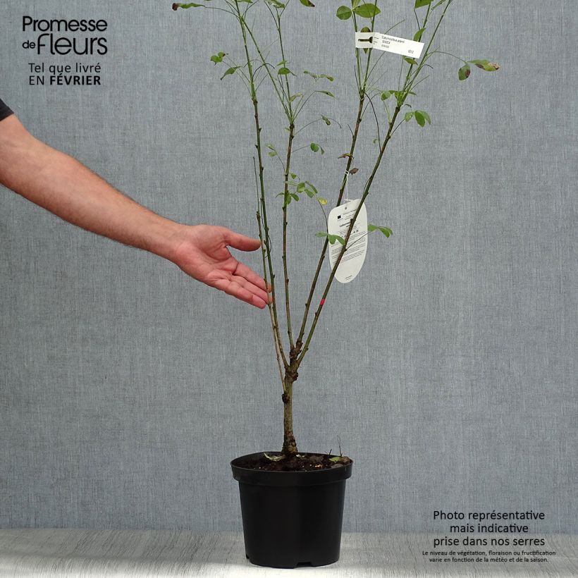 Exemplar von Laburnocytisus adamii - Geißkleegoldregen Topf mit 4L/5L wie im Herbst geliefert