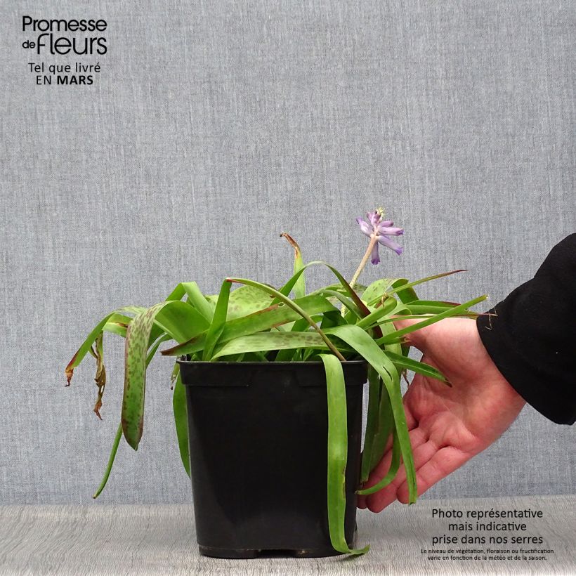 Exemplar von Lachenalia African Beauty Rupert - Lachenalie Topf mit 3L/4L wie im Frühjahr geliefert