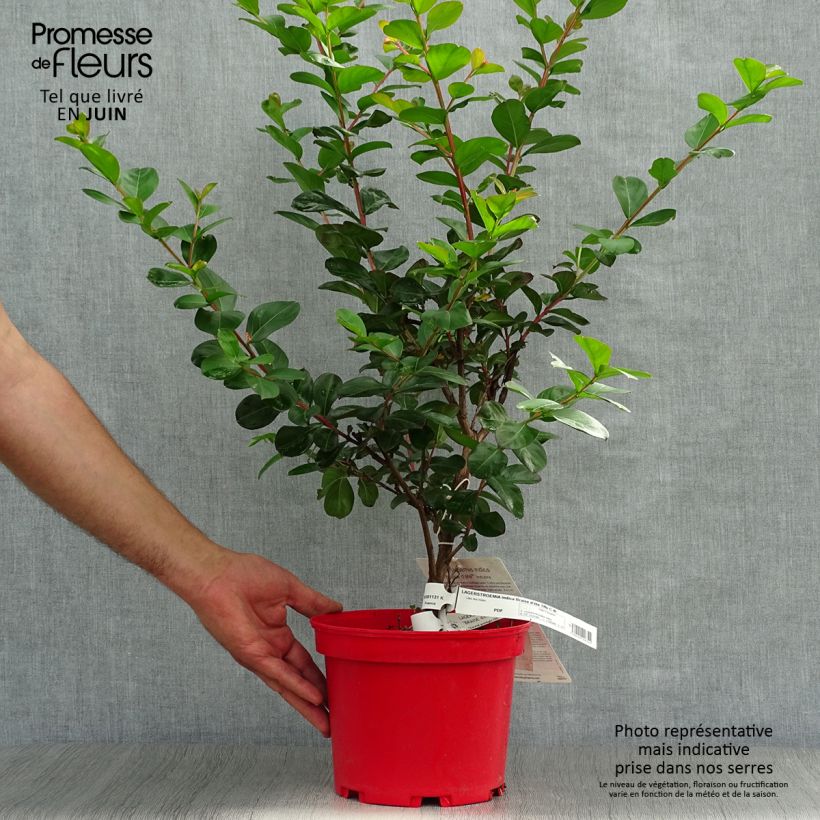 Exemplar von Chinesische Kräuselmyrte Braise d'Eté - Lagerstroemia Topf mit 3L/4L wie im Sommer geliefert