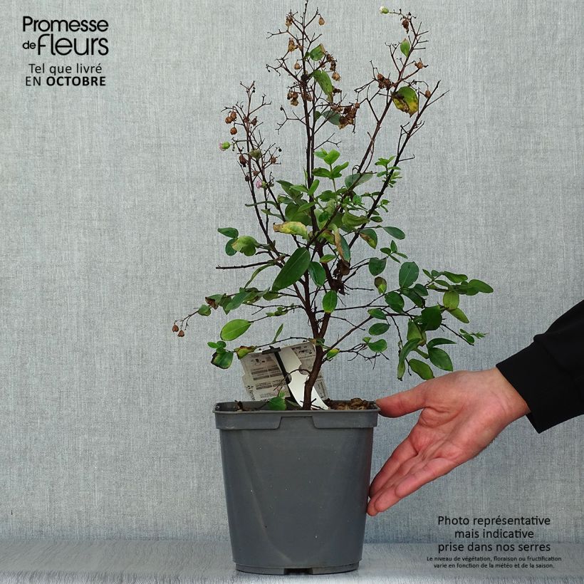 Exemplar von Chinesische Kräuselmyrte Camaïeu d'Ete - Lagerstroemia Topf mit 4L/5L wie im Herbst geliefert