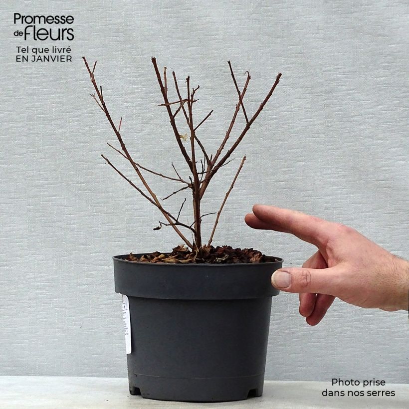 Exemplar von Chinesische Kräuselmyrte Mardi Gras - Lagerstroemia Topf mit 3L/4L wie im Winter geliefert