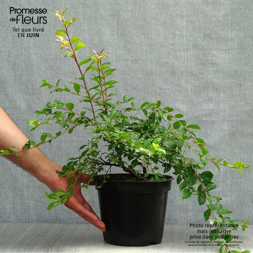 Exemplar von Chinesische Kräuselmyrte Mimie Fuchsia - Lagerstroemia Topf mit 2L/3L wie im Sommer geliefert