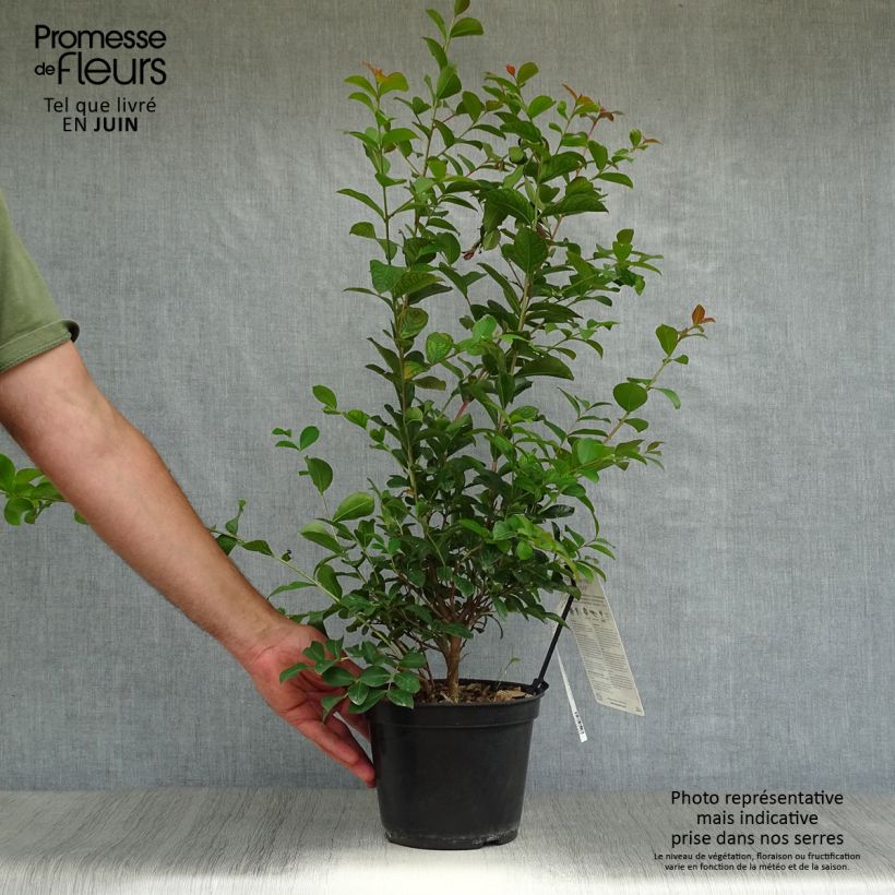 Exemplar von Chinesische Kräuselmyrte Neige d'Eté - Lagerstroemia Topf mit 3L/4L wie im Sommer geliefert