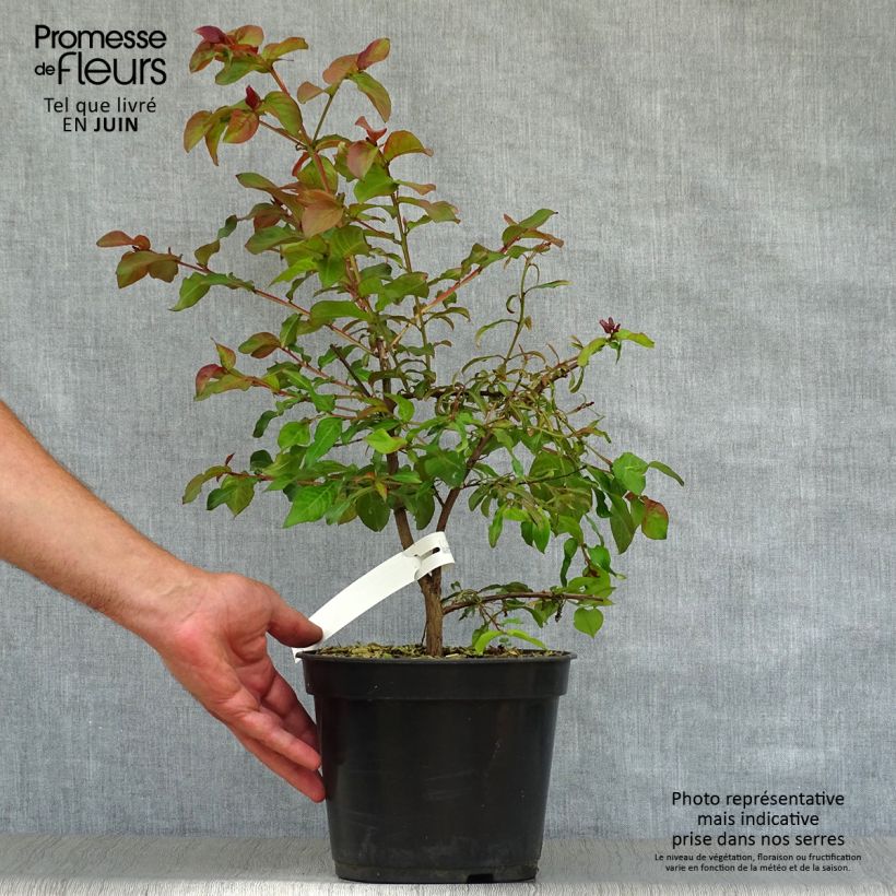 Exemplar von Chinesische Kräuselmyrte Rhapsody in PINK - Lagerstroemia Topf mit 3L/4L wie im Sommer geliefert