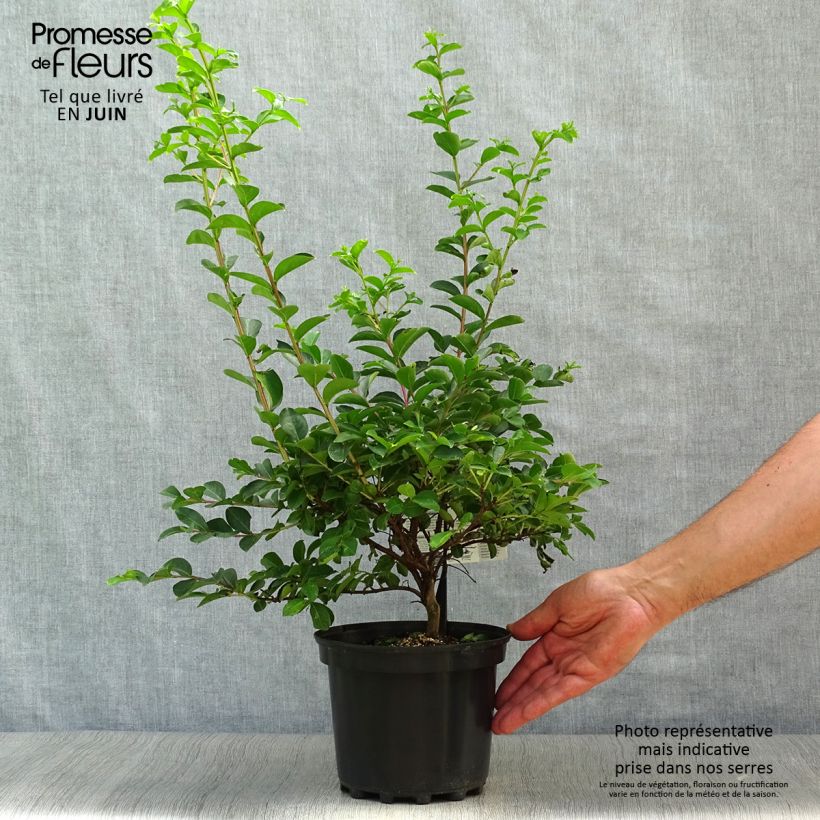 Exemplar von Chinesische Kräuselmyrte Bergerac - Lagerstroemia Topf mit 3L/4L wie im Sommer geliefert