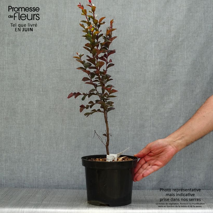 Exemplar von Chinesische Kräuselmyrte Black Solitaire Blush - Lagerstroemia Topf mit 3L/4L wie im Sommer geliefert