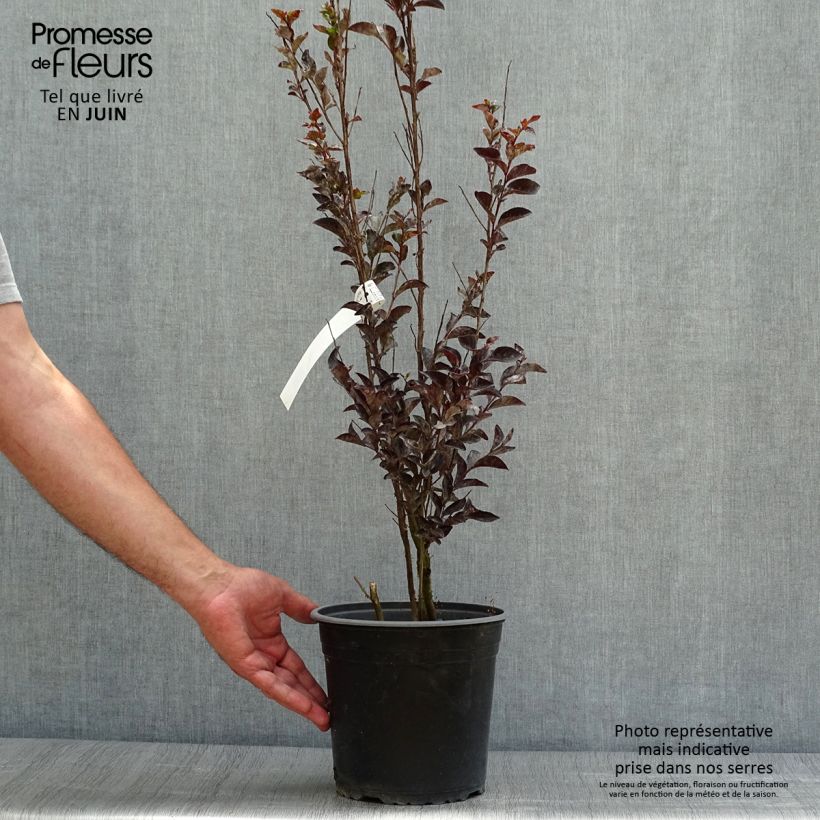 Exemplar von Chinesische Kräuselmyrte Black Solitaire Pure White - Lagerstroemia Topf mit 3L/4L wie im Sommer geliefert